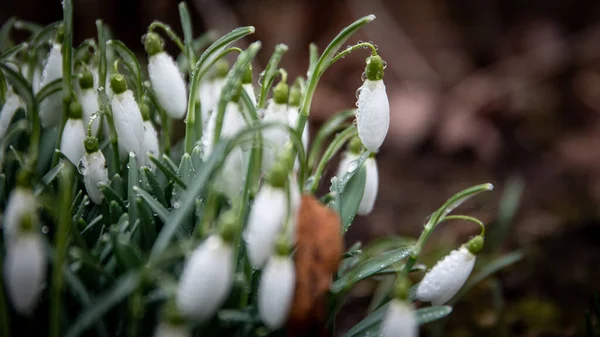 Första Våren Snöfall Blommor Vattendroppar Horisontell Banderoll — Stockfoto