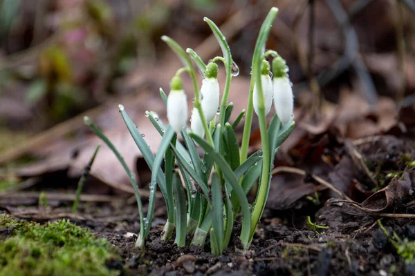 First Spring Snowdrop Flowers Water Drops Nature — Stock Photo, Image