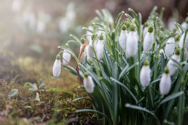 Första Våren Snöfall Blommor Vattenfall Morgonljus — Stockfoto
