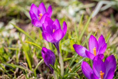 Violet Crocus çiçekleri. Güzel güneşli bahar günü.