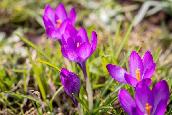 Violet Crocus Flowers Beautiful Sunny Spring Day — Stock Photo, Image