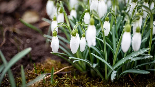 Första Våren Snöfall Blommor Vattendroppar Horisontell Banderoll — Stockfoto