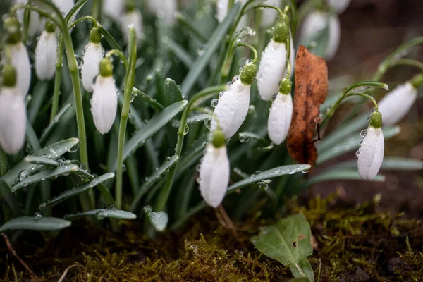 Våren Snöfall Blommor Vattendroppar Horisontell Banderoll — Stockfoto