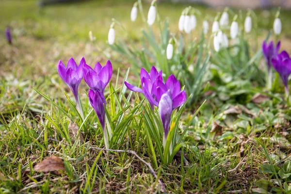 Violett Krokus Och Snödroppar Blommor Vacker Solig Vårdag — Stockfoto