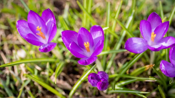 Violet Crocus Flowers Beautiful Sunny Spring Day Horizontal Banner — Stock Photo, Image