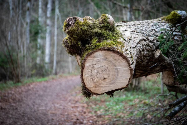 Drzewo Spadło Drogę Operacje Ratownicze Oczyszczanie Środowiska — Zdjęcie stockowe
