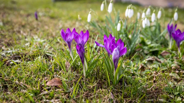 紫罗兰番红花和雪花 美丽的阳光明媚的春天 横向横幅 — 图库照片