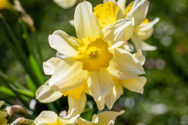 Piękne Zbliżenie Żółtego Żonkila Kwiat Zwiastun Skoku — Zdjęcie stockowe