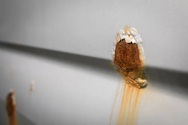 슬었어 껍질을 페인트 — 스톡 사진