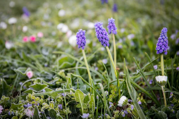 Muscari Blommor Våren Frusen Och Kylig Morgon — Stockfoto