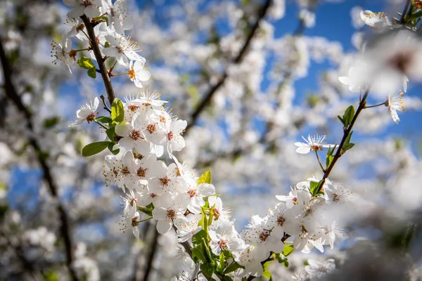 Cherry, apple or plum blossoms in spring. Fruit growing.