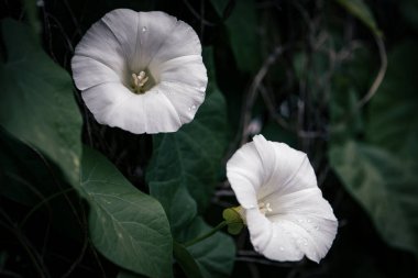 Su damlalı iki beyaz sarmaşık çiçeği. Bahar ve hayat.