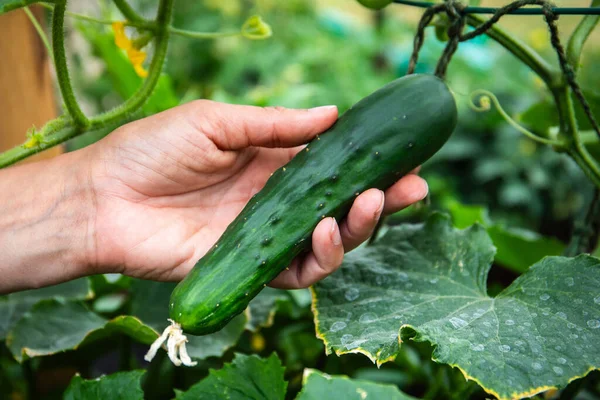 stock image Picking cucumbers from the plant by hand. Growing healthy vegetables.