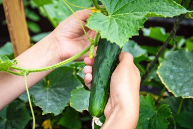 Elle salatalık topluyorum. Bahçede taze sebzeler.