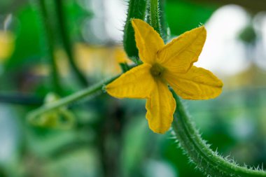 Sarı salatalık çiçeği. Sağlıklı yiyecekler için sebze yetiştirmek, doğanın güzelliği..