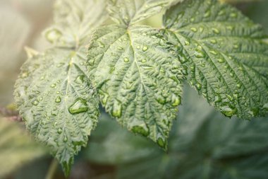 Yağmurdan sonra yaprakların üzerine su damlıyor..