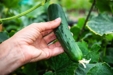 Bir el salatalığı seçer. Hasat. İyi hasat, gübre..