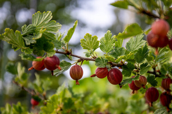Fresh gooseberry on a branch of a gooseberry Bush in the garden.