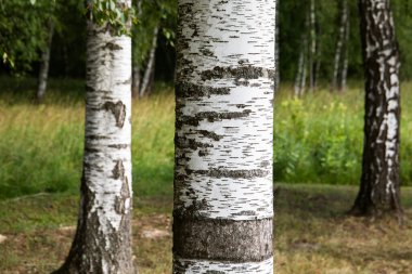 Birch Korusu. Ormanda güneşli güzel bir gün. Yeşil huş ağaçlarıyla manzara.