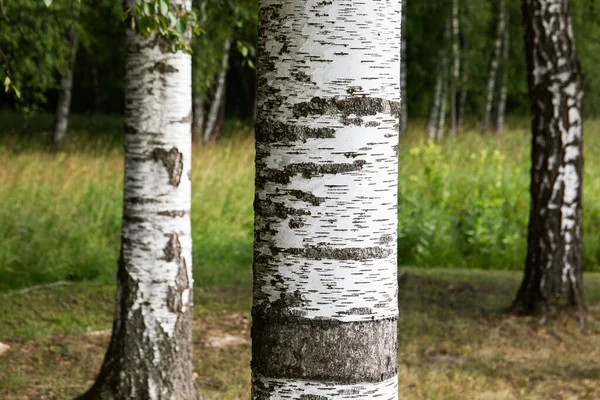 Birch Grove Beautiful Sunny Day Forest Landscape Green Birch Trees — Stock Photo, Image