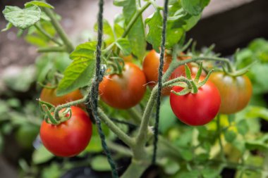 Ripe tomato plant growing in greenhouse. Fresh bunch of red natural tomatoes on a branch in organic vegetable garden.