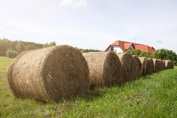 Hay Bales Rolls Field Harvest — Stock Photo, Image