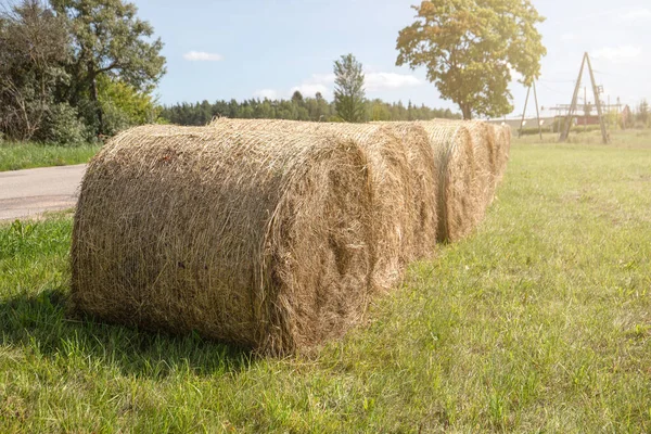 Hay Bales Rolls Field Harvest — Stock Photo, Image
