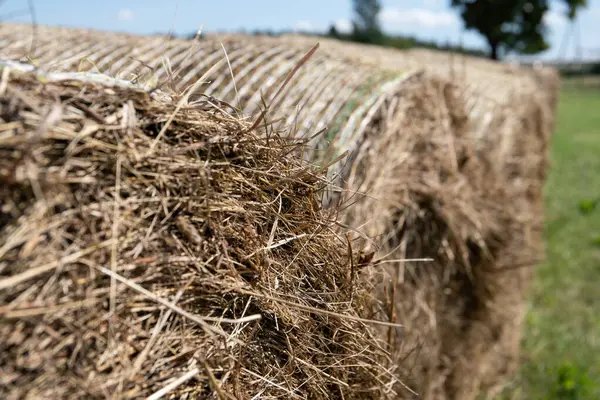 Close Hay Bales Rolls Field Harvest — Stock Photo, Image