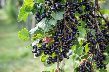 Bahçedeki çalılıklarda siyah frenk üzümü. Frenk üzümü..
