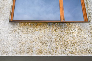 Binanın ön cephesindeki kusurlar. Pencerenin yanındaki duvarda yosun var..