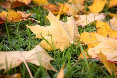 Sarı akçaağaç yaprakları uzun yeşil çimlerde. Sonbahar ve hava.