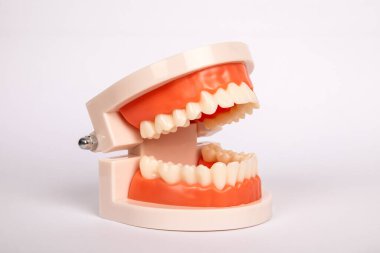 Beyaz arka planda diş modeli. Sağlık ve sağlık.