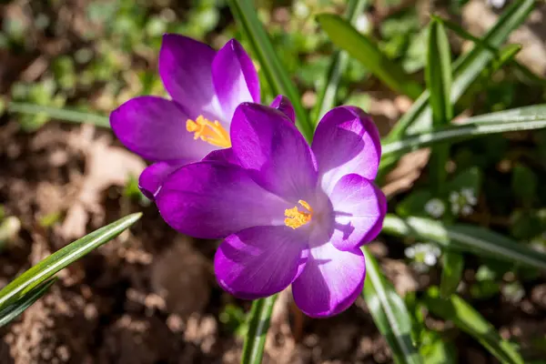 Hermosos Cocodrilos Púrpuras Blancas Floreciendo Fondo Floral Primavera Temprana —  Fotos de Stock