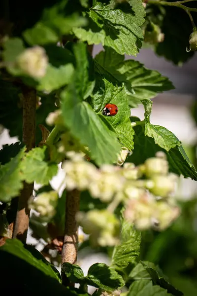 Two Spotted Ladybug Green Leaf Bush Sunny Spring Day Stok Foto Bebas Royalti