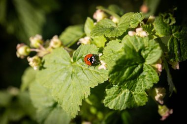 Çalılıklarda yeşil bir yaprak üzerinde uğur böceği. Güneşli bir bahar günü. Frenk üzümü.