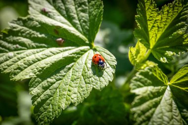 Çalılıklarda yeşil bir yaprak üzerinde uğur böceği. Frenk üzümü.