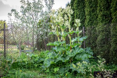 Çalı çiçekleriyle büyüyen ravent, yenilebilir, ekşi bir bitki..