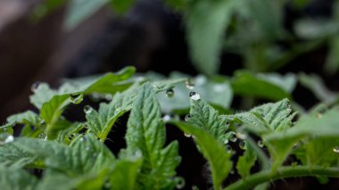 Domates yapraklarının kenarlarındaki çiğ damlalarının yakın çekimi..