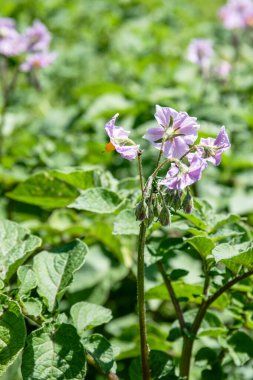 Mor patates çiçeği, yiyecek sağlamak için geleneksel ve organik tarım..