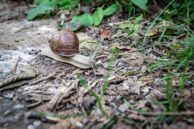 Çimenlerde kahverengi kabuklu gri salyangoz.