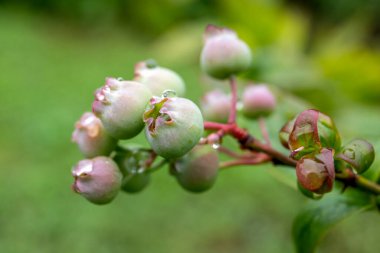 Bir çalılığın dalında yağmur damlaları olan yabanmersini..