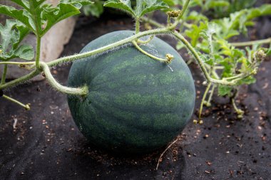 Siyah tekstil yapraklı karpuz meyvesi, bahçıvanlık ve büyüyen.