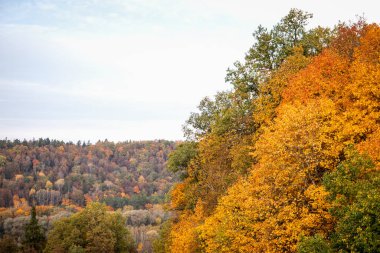 Dağlık bir arazide ağaç yapraklarının sonbahar renkleri.