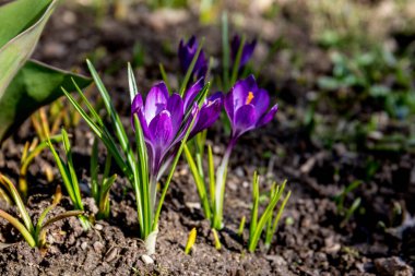 Mor Crocus Çiçekleri İlkbaharın başlarında Toprakta Çiçek Açar.