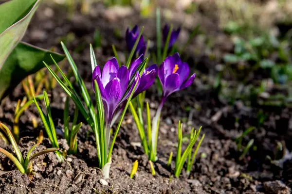 Mor Crocus Çiçekleri İlkbaharın başlarında Toprakta Çiçek Açar.