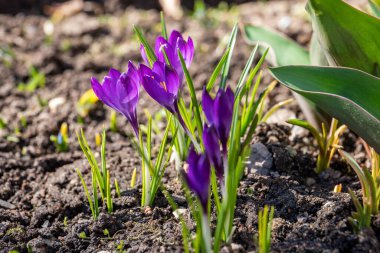 Mor Çiğdem Çiçekler Erken İlkbaharda Çiçeklenme.