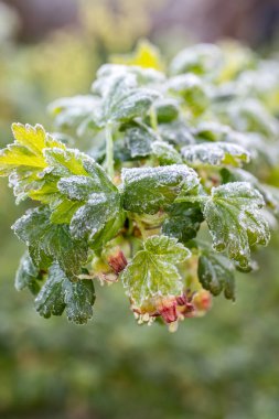 Böğürtlen Çalı 'nın Buzları Bahar Başında Buds' la Gidiyor.