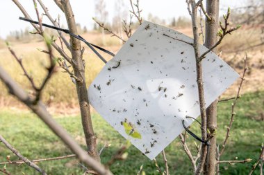 Ağaçta Böcek Kontrolü İçin Yapışkan Yüzeyi Olan Böcek Kapanı.