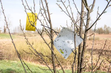 Meyve ağaçlarının tarlada böcek kontrolü için yapışkan tuzaklar.