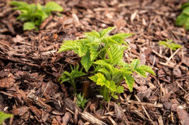 Organik Bahçe Konsepti Malç Tarlasında Büyüyen Ahududu Seedling 'in Yakın Çekimi.